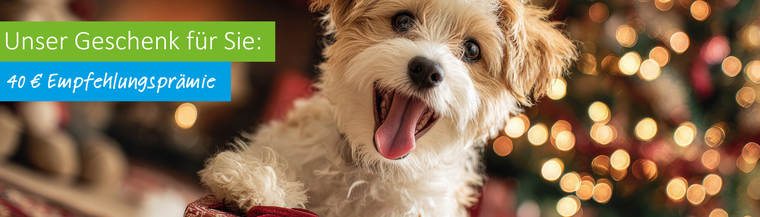 Hund im weihnachtlichen Umfeld.