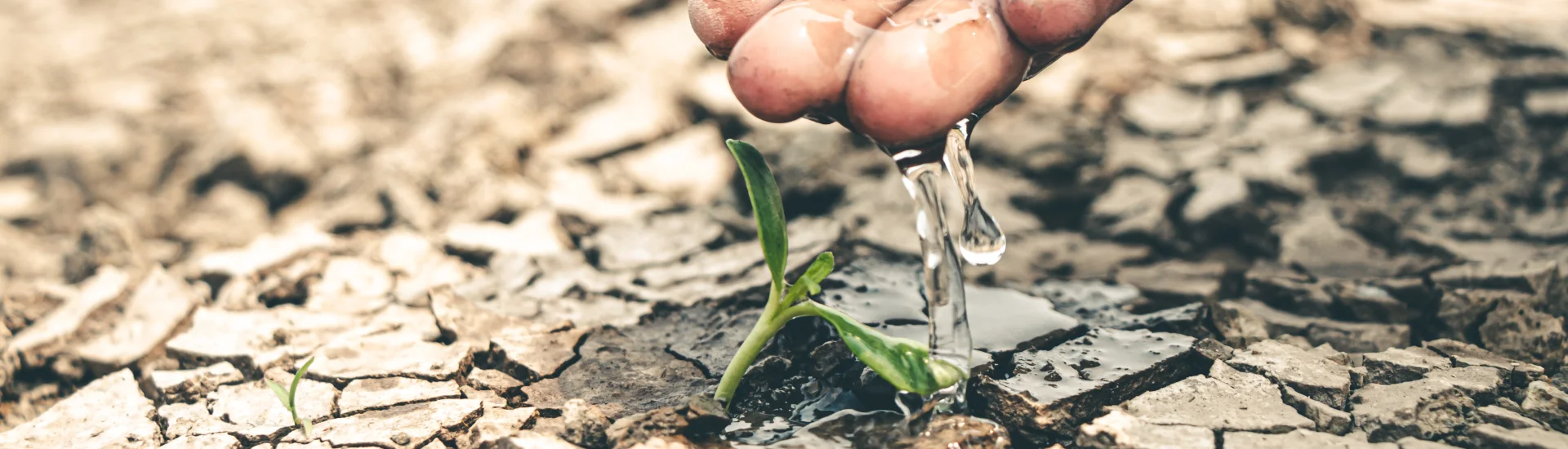 Hand, die ein mit ein paar Tropfen Wasser ein Pflanze auf trockenem Boden wässert.